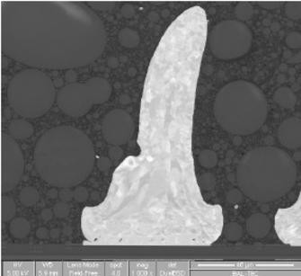 铜镍衬底上的锡球剖面（扫描电镜SEM）