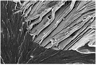 穿晶解理断口 （扫描电镜SEM）