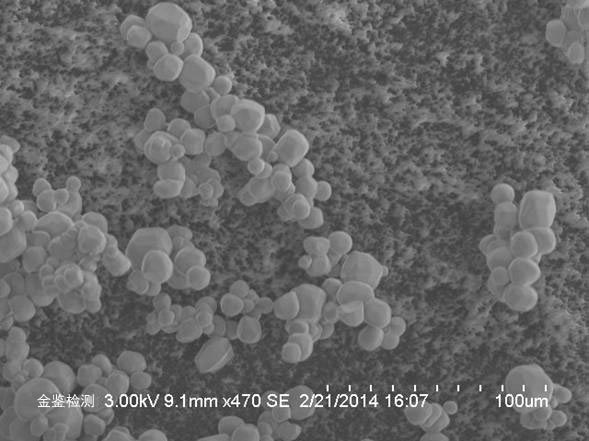 荧光粉形貌观察 （扫描电镜SEM）