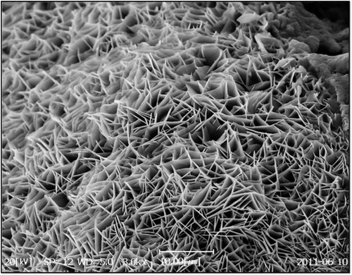 金属氧化物（扫描电镜SEM）