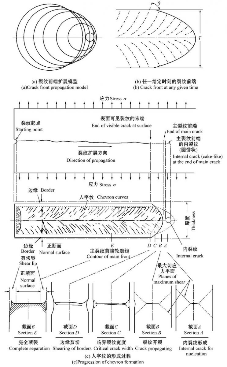 人字纹花样形成模型