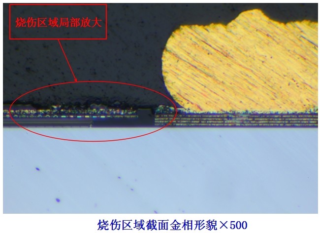 烧伤区域截面金相形貌（显微镜）