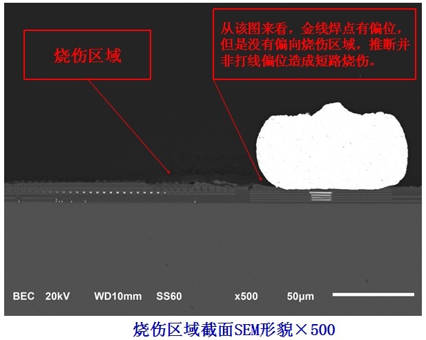 烧伤区域截面金相形貌（扫描电镜SEM）