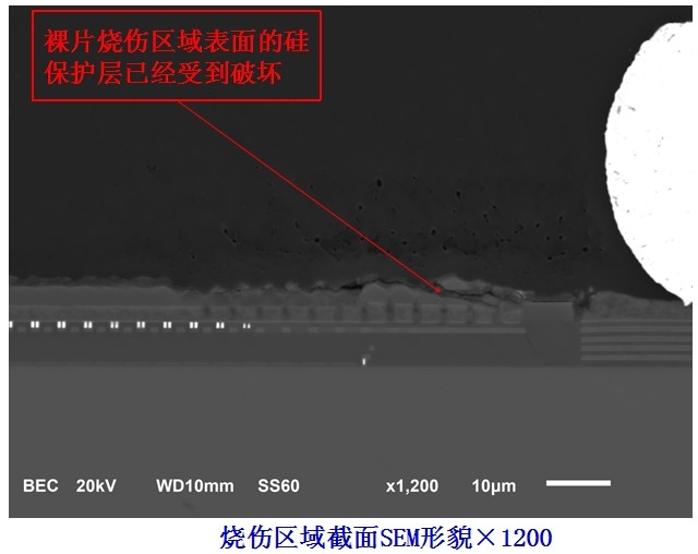 烧伤区域截面金相形貌（扫描电镜SEM）