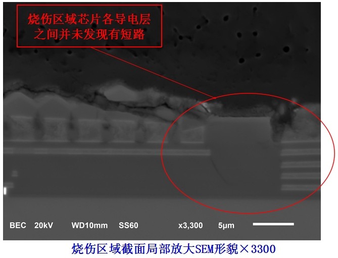 烧伤区域截面金相形貌（扫描电镜SEM）